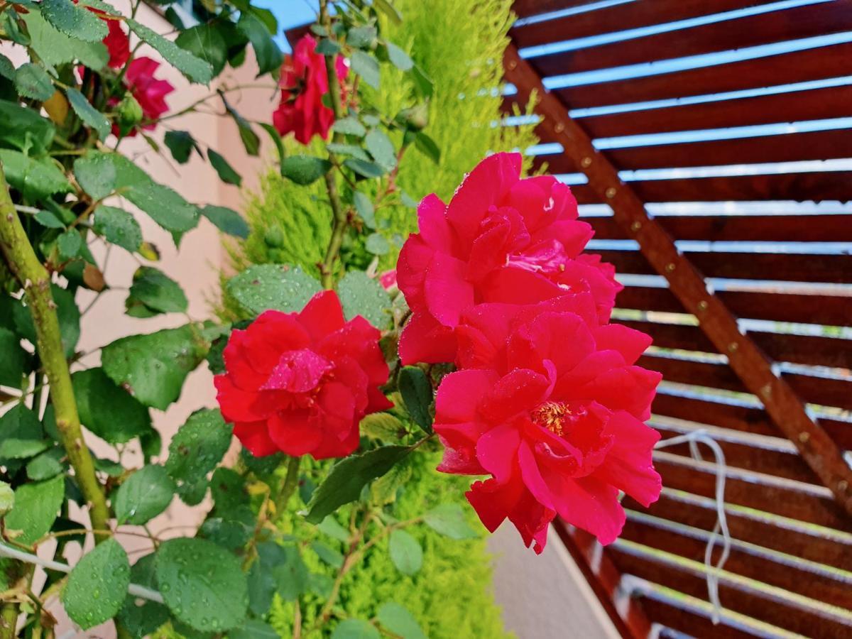 Rosinha Country House Vale de Cambra Εξωτερικό φωτογραφία
