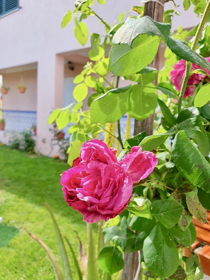 Rosinha Country House Vale de Cambra Εξωτερικό φωτογραφία